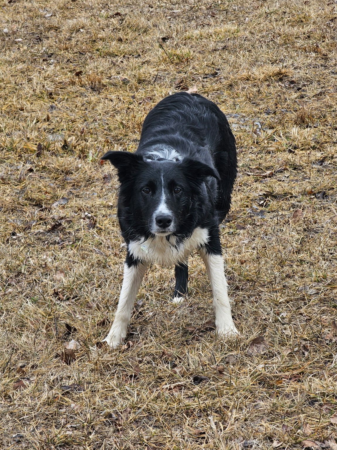 Lucy standing in the yard and looking directly at the camera