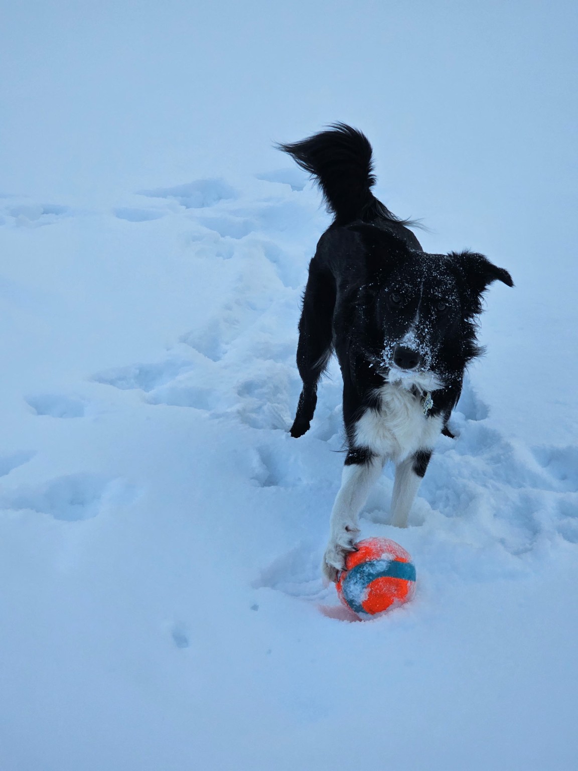 Lucy standing in the snow with her orange and blue ball