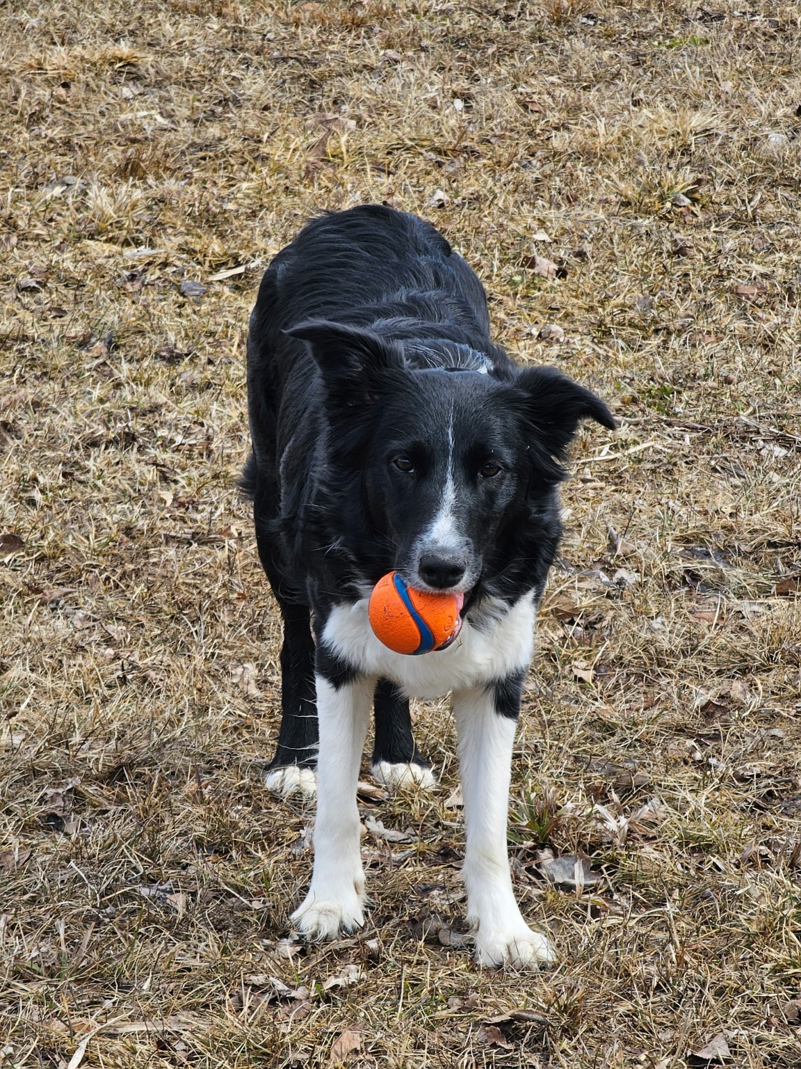 Lucy holding her orange and blue ball